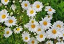 white daisy flower