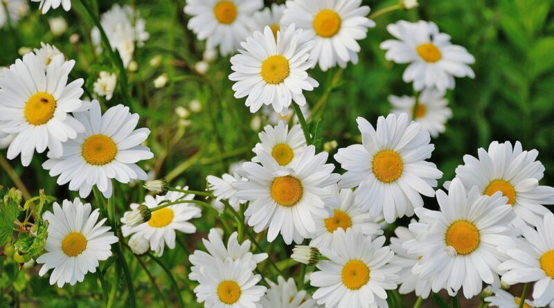 white daisy flower