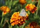 acmon blue butterfly on tagetes flower