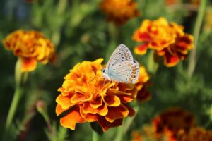 acmon blue butterfly on tagetes flower