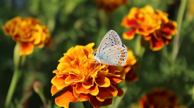 acmon blue butterfly on tagetes flower