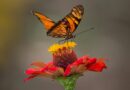 brown and black butterfly perched on yellow and red petaled flower closeup photography