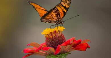 brown and black butterfly perched on yellow and red petaled flower closeup photography
