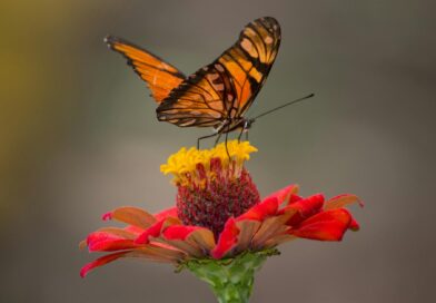 brown and black butterfly perched on yellow and red petaled flower closeup photography