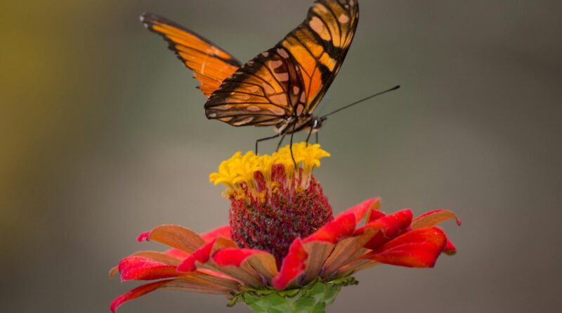 brown and black butterfly perched on yellow and red petaled flower closeup photography