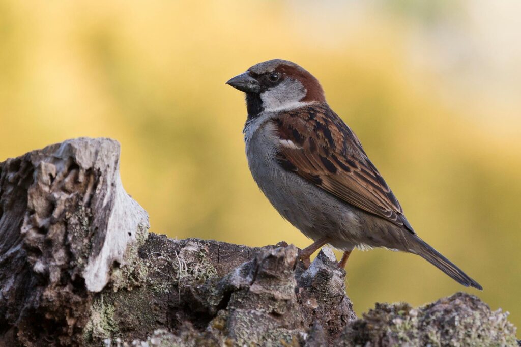 close up shot of a sparrow