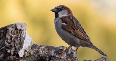 close up shot of a sparrow