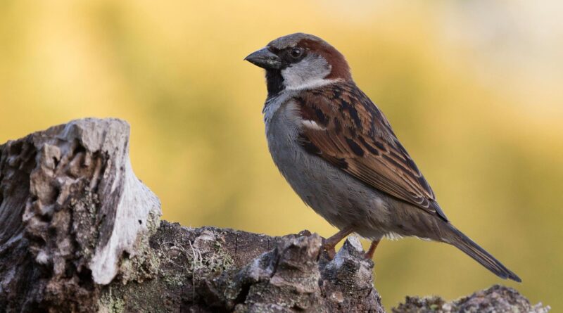 close up shot of a sparrow