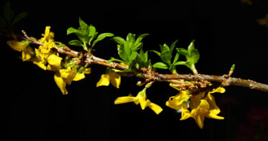 Apsveikums koriem par panākumiem konkursā “Tukuma laiks”