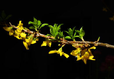 Apsveikums koriem par panākumiem konkursā “Tukuma laiks”