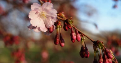I pakāpe latviešu valodas olimpiādes valsts posmā
