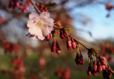 I pakāpe latviešu valodas olimpiādes valsts posmā