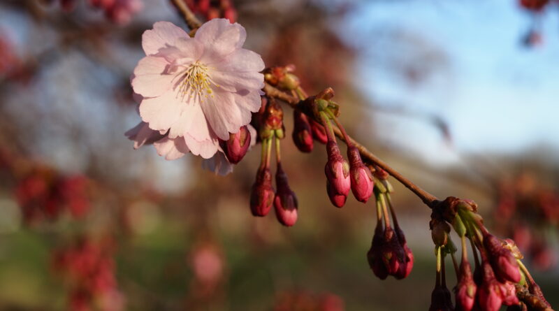I pakāpe latviešu valodas olimpiādes valsts posmā
