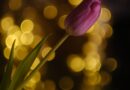 pink tulip with golden bokeh background