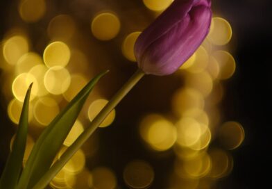 pink tulip with golden bokeh background