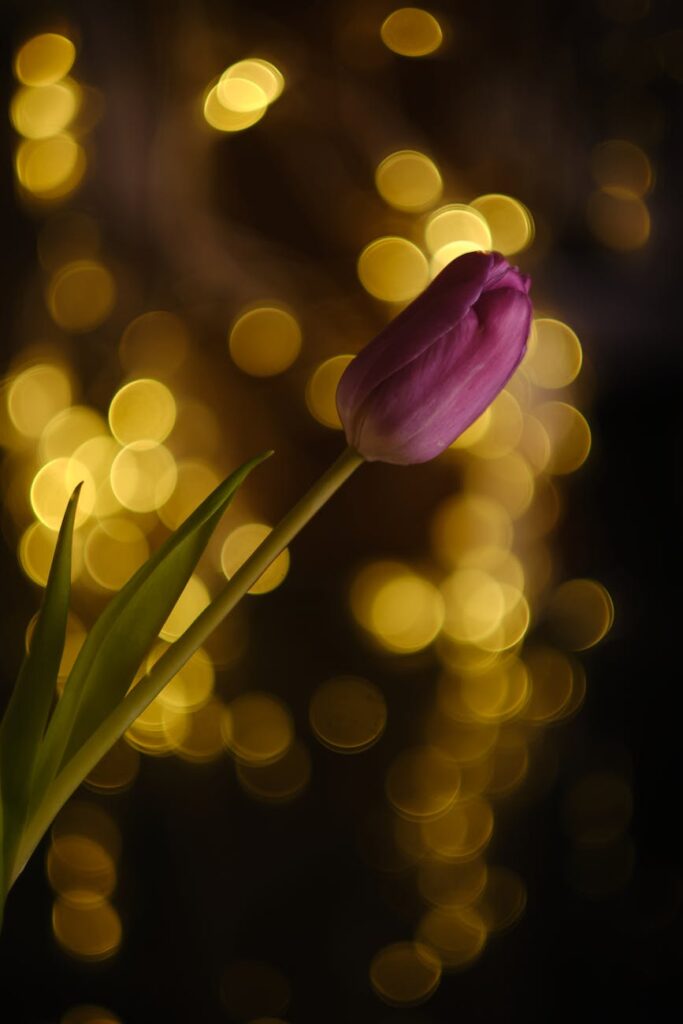pink tulip with golden bokeh background