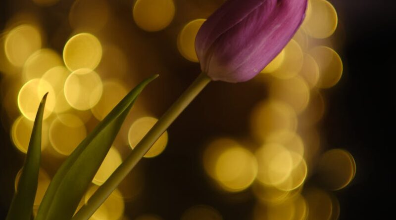 pink tulip with golden bokeh background